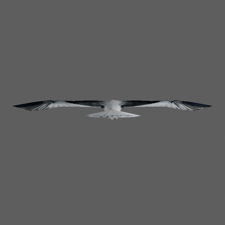 gull