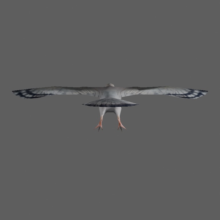pigeon1
