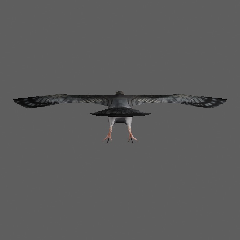 pigeon2