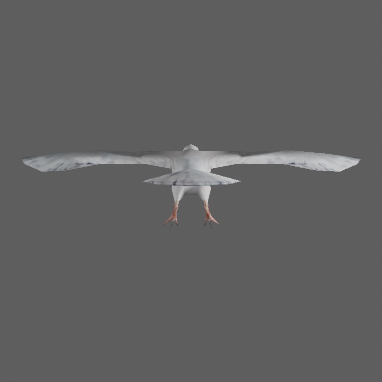 pigeon3