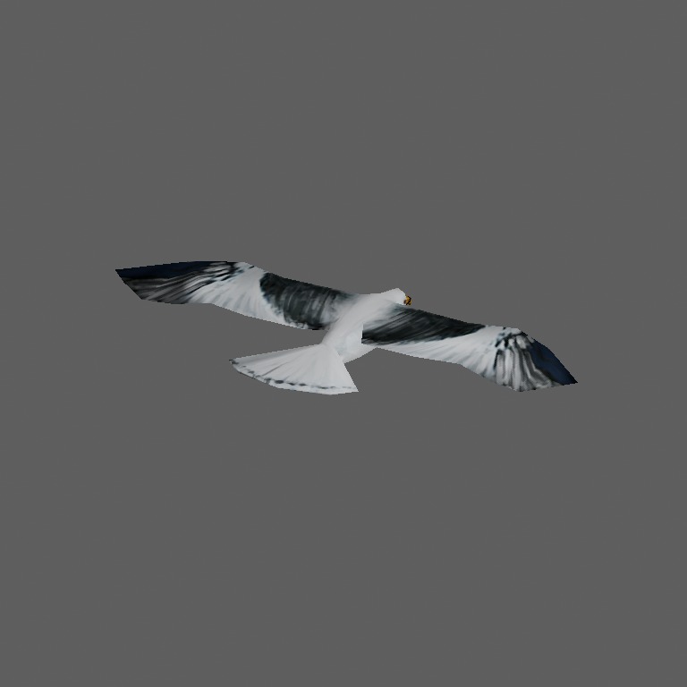 gull