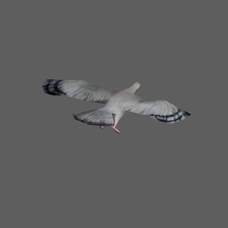 pigeon1