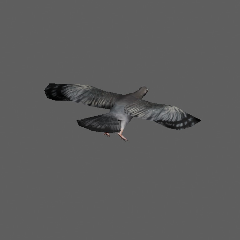 pigeon2