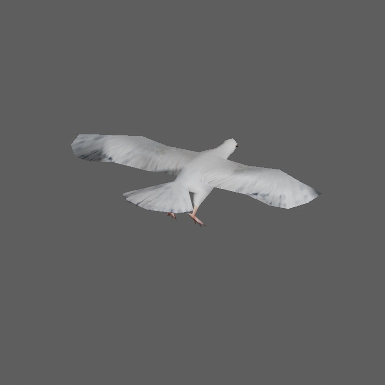 pigeon3